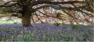 Open Parks and Gardens